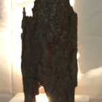 corteccia illuminata su base di legno
