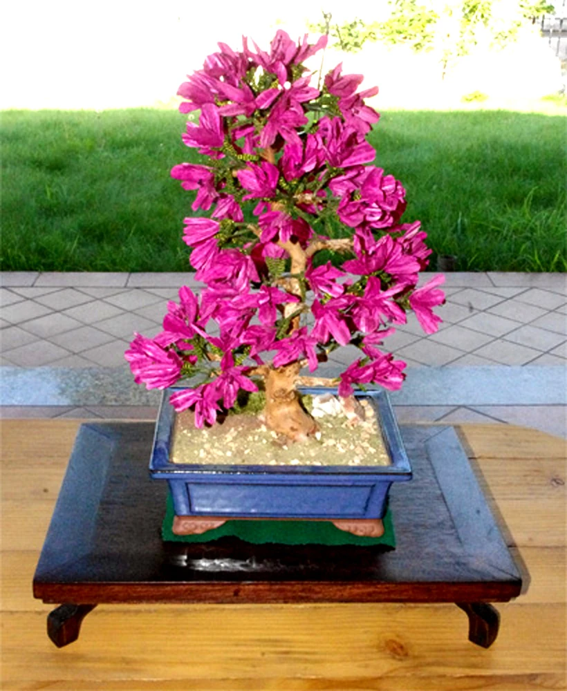 azalea fiorita in vaso